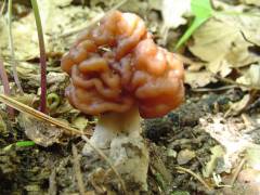 Gyromitra esculenta