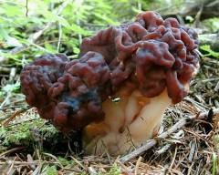 Gyromitra esculenta