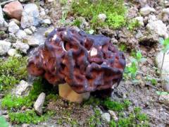 Gyromitra esculenta