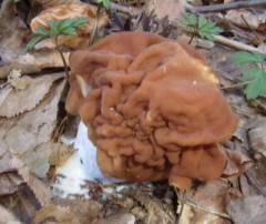 Gyromitra gigas