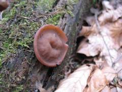 Gyromitra parma