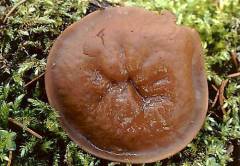 Gyromitra parma