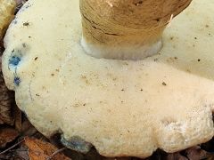 Gyroporus cyanescens