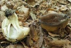 Helvella acetabulum