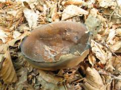 Helvella acetabulum