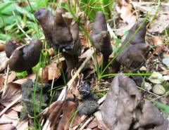 Helvella atra