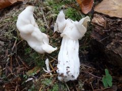 Helvella crispa