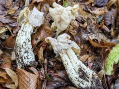 Helvella crispa