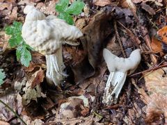 Helvella crispa