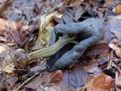 Helvella lacunosa