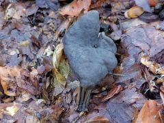 Helvella lacunosa