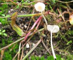 Hemimycena lactea