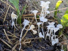 Hemimycena mairei