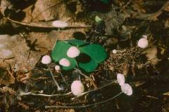 Hemimycena pithya