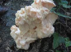 Hericium cirrhatum