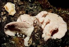 Hericium cirrhatum