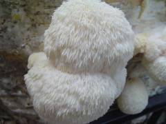 Hericium erinaceus