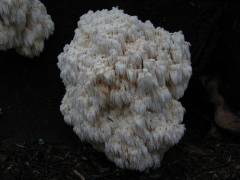 Hericium flagellum