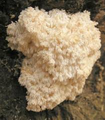 Hericium flagellum