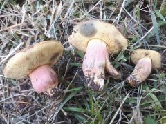 Hortiboletus bubalinus