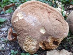 Hortiboletus engelii