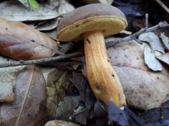 Hortiboletus engelii