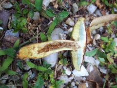 Hortiboletus engelii