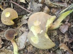 Hortiboletus engelii