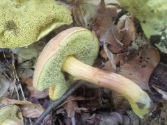 Hortiboletus engelii