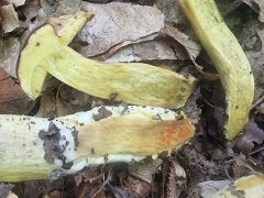 Hortiboletus engelii