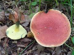 Hortiboletus rubellus