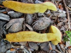 Hortiboletus rubellus