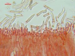 Hyalopeziza millepunctata