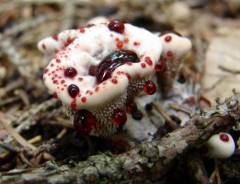 Hydnellum peckii