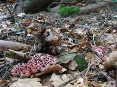 Hydnellum peckii