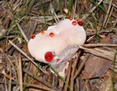 Hydnellum peckii