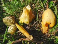 Hygrocybe acutoconica