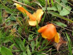 Hygrocybe aurantiosplendens