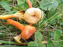 Hygrocybe cantharellus