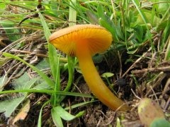 Hygrocybe chlorophana