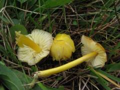 Hygrocybe chlorophana