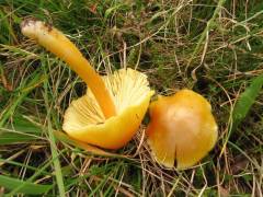 Hygrocybe chlorophana