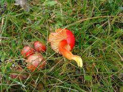 Hygrocybe coccinea