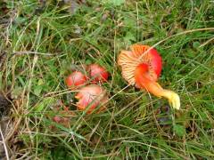 Hygrocybe coccinea