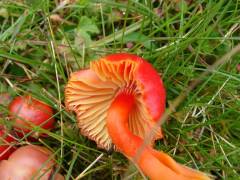 Hygrocybe coccinea