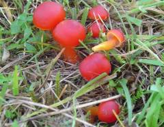 Hygrocybe coccinea