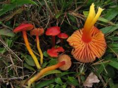 Hygrocybe coccinea