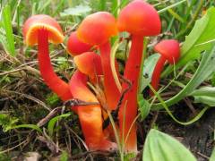 Hygrocybe coccinea