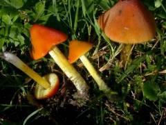 Hygrocybe conica