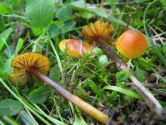 Hygrocybe conica